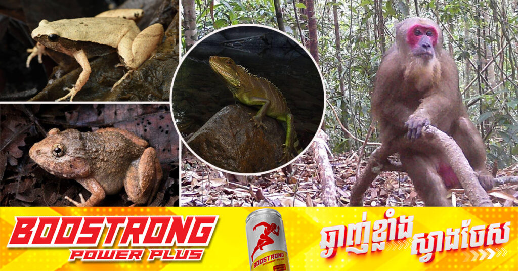 CNN: ប្រភេទសត្វកម្រជាច្រើន ត្រូវបានរកឃើញក្នុងព្រៃជ្រៅនៃប្រទេសកម្ពុជា