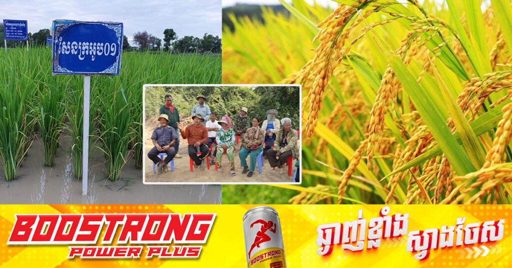 ប្រជាកសិករនៅសង្កាត់រកាកណ្តាល ក្រុងក្រចេះ ព្រមព្រៀងគ្នាប្តូរ​មកធ្វើពូជ​ស្រូវ​​សែន​​ក្រអូបរបស់ខ្មែរ ជំនួសពូជស្រូវពីបរទេស ខណៈដែលស្រូវពូជខ្មែរមានតម្លៃខ្ពស់ រក្សាស្ថិរភាពតម្លៃ 