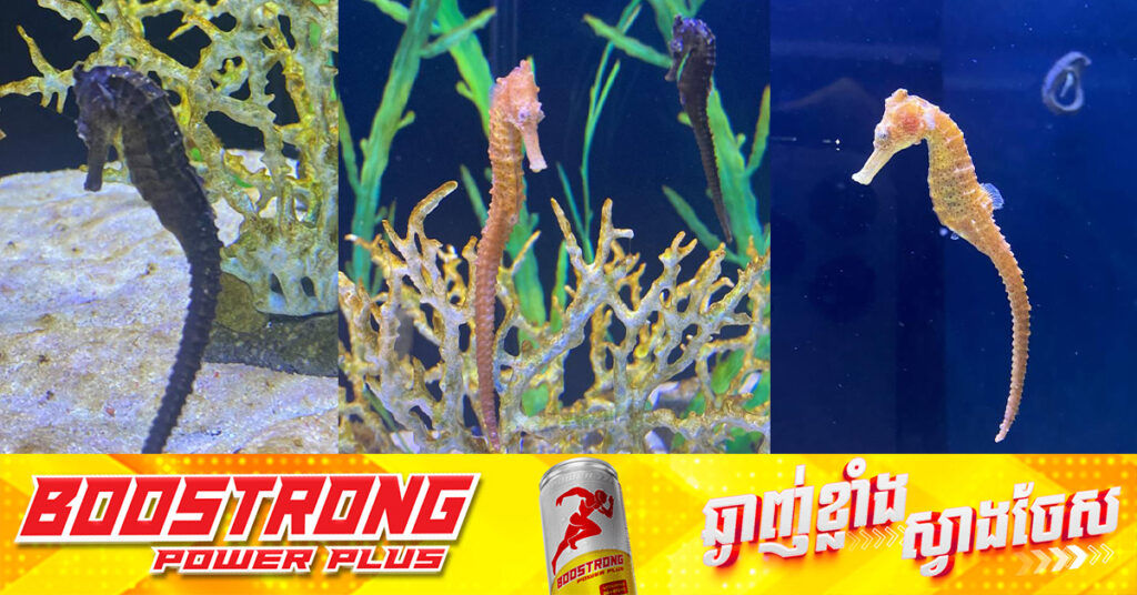 សេះសមុទ្រ ប្រភេទត្រីសមុទ្រ ដែលជិតផុតពូជបំផុត កំពុងមានវត្តមាននៅក្នុងឧទ្យានកម្សាន្ត Angkor Wildlife & Aquarium