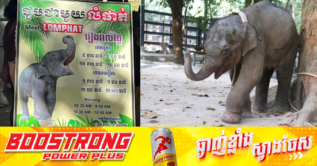 ពលរដ្ឋផ្អើលភ្លូកទឹកភ្លូកដី ទៅមើលកូនដំរី «លំផាត់» នៅមជ្ឈមណ្ឌលសង្គ្រោះសត្វព្រៃភ្នំតាម៉ៅ