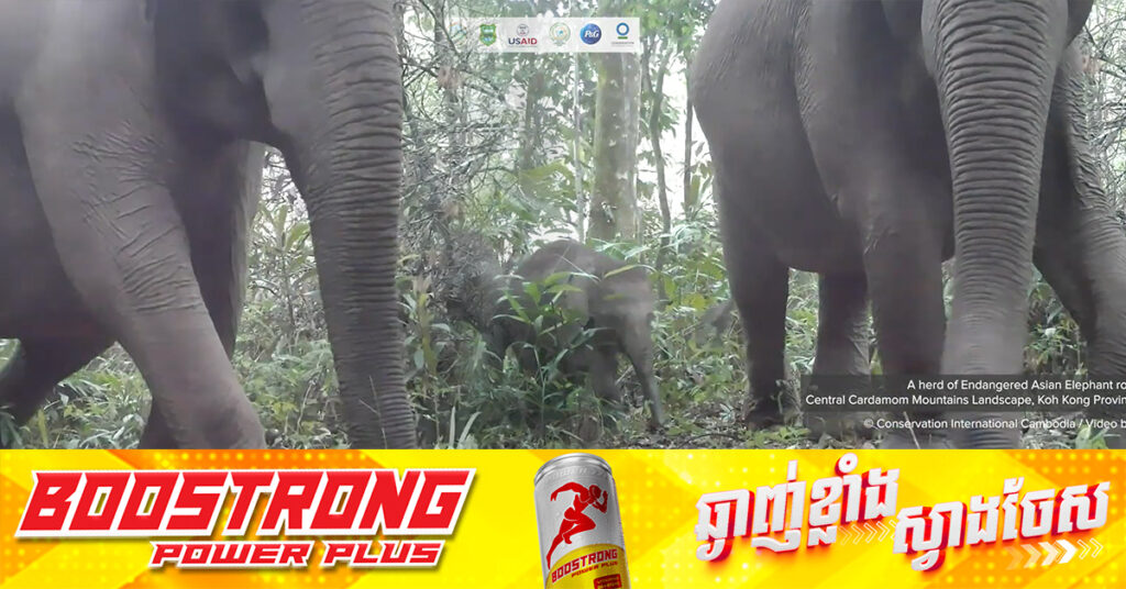 ដំណឹងរីករាយសាទរឆ្នាំថ្មី៖ វីដេអូពីម៉ាស៊ីនថតស្វ័យប្រវត្តិថតបាន ដំរីអាស៊ីមួយហ្វូង នៅតំបន់ជួរភ្នំក្រវាញកណ្តាល ក្នុងនោះមានកូនដំរី ៣ក្បាល