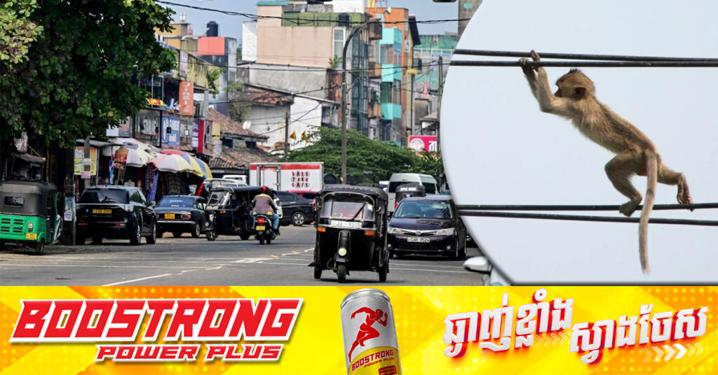 សត្វស្វាមួយក្បាល ធ្វើឱ្យដាច់ចរន្តអគ្គិសនី ទូទាំងប្រទេសស្រីលង្កា