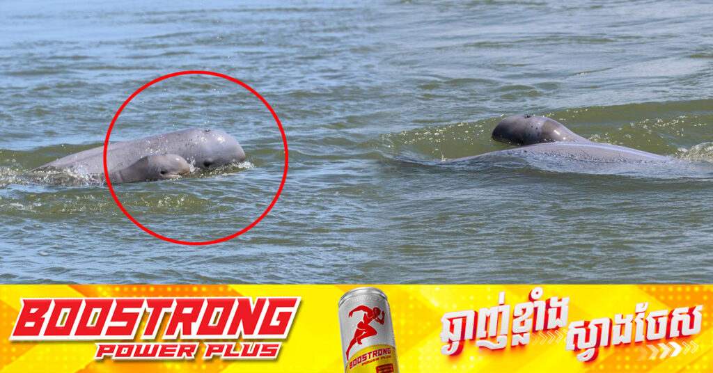 កូនផ្សោតកើតថ្មីទី៤ ប្រទះឃើញនៅចន្លោះអន្លង់កាំពី-ជ្រោយបន្ទាយ ខេត្តក្រចេះ