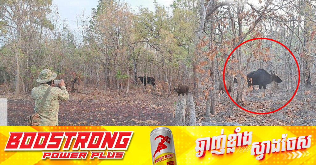 ប្រទះឃើញវត្តមានសត្វខ្ទីងមេ-កូន ជាសត្វកម្រ និងងាយរងគ្រោះជិតផុតពូជនៅក្នុងដែនជម្រកសត្វព្រៃ «ព្រៃឡង់» ក្នុងភូមិសាស្រ្ត ស្រុកជ័យសែន ខេត្តព្រះវិហារ