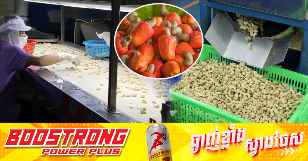 កម្ពុជារកចំណូលបានជាង ១​ពាន់លានដុល្លារពីការនាំចេញគ្រាប់ស្វាយចន្ទី នៅឆ្នាំ២០២៤ កើនជិត៣០% និងជាប់លេខ២ លើពិភពលោក ដែលផលិតស្វាយចន្ទីច្រើនជាងគេ