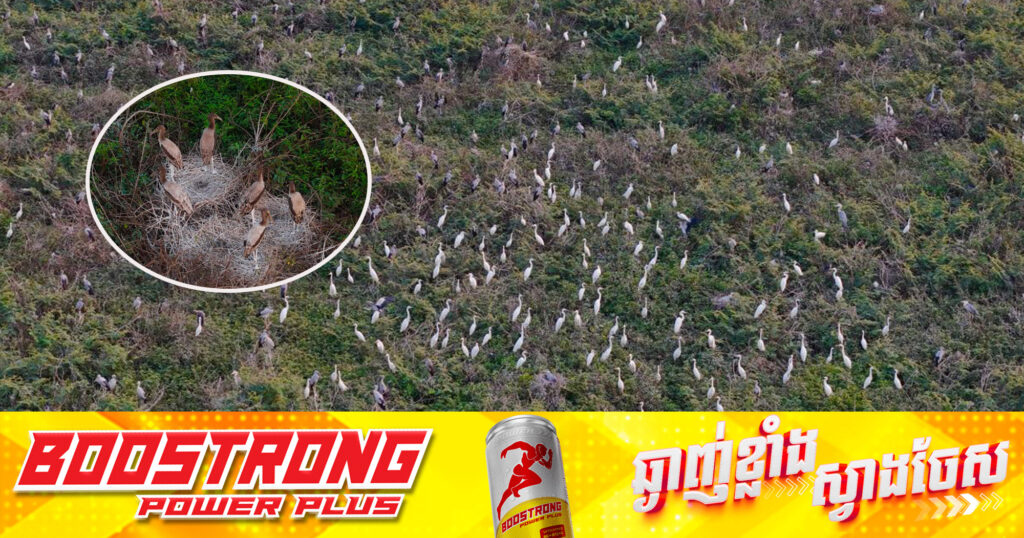 ដំណឹងរីករាយ! សត្វស្លាបជាច្រើនក្បាល កំពុងពង និងញាស់ នៅតំបន់ការពារទេសភាពបឹងព្រែកល្ពៅ ក្នុងខេត្តតាកែវ