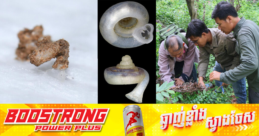 រកឃើញកំណត់ត្រាថ្មីសម្រាប់ពិភពលោកនៃប្រភេទខ្យងគោក នៅភ្នំបាណន់ ខេត្តបាត់ដំបង