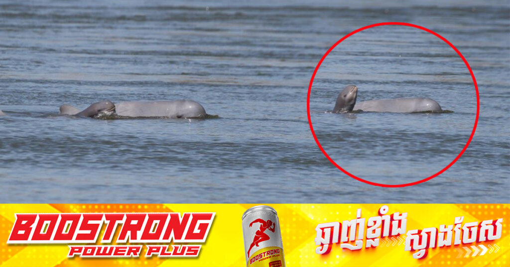 កូនផ្សោតកើតថ្មី ១ក្បាលទៀតហើយ ត្រូវបានស្រាវជ្រាវឃើញដោយក្រុមការងារស្រាវជ្រាវនៃរដ្ឋបាលជលផល និងអង្គការ WWF នៅអន្លង់កាំពី ខេត្តក្រចេះ