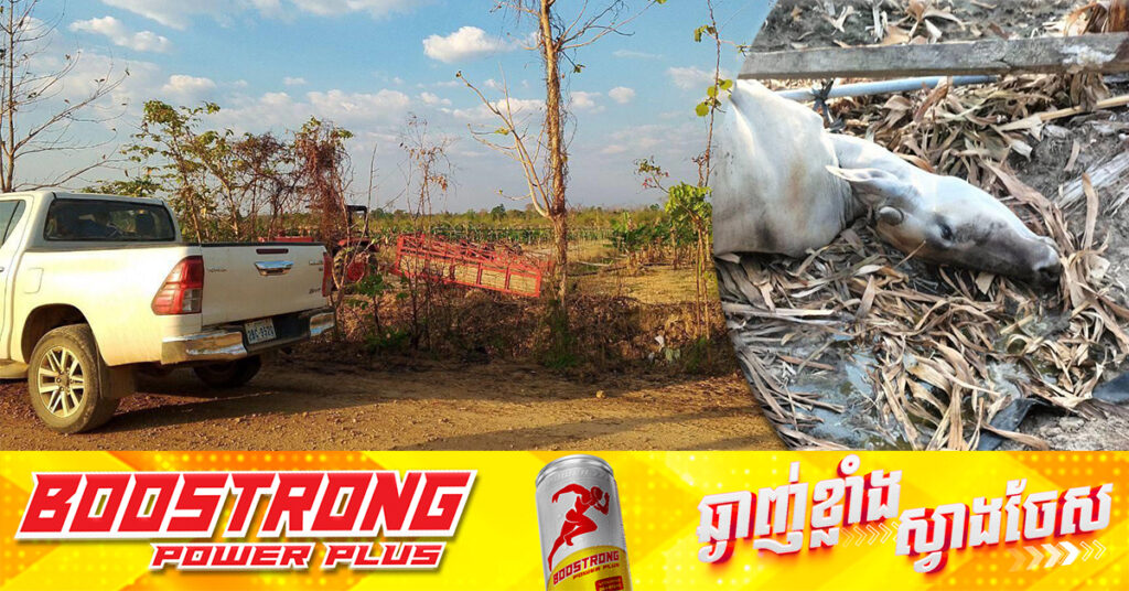 ជនជាតិចិនធ្វើការនៅក្រុមហ៊ុនចំការចេក ហ្រ្គីនអាយលែនអេហ្គ្រីខលឈើរល័ (CBA) នៅស្រុកអូរគ្រៀងសែនជ័យ ខេត្តក្រចេះ ប្រើកាំភ្លើងបាញ់សត្វពាហនៈរបស់ពលរដ្ឋងាប់ជាច្រើនក្បាល