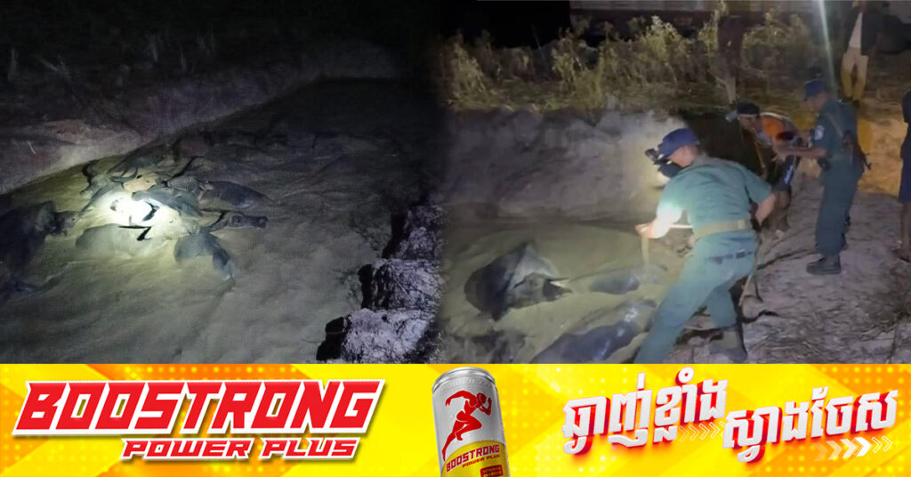 សត្វក្របីមួយហ្វូង ធ្លាក់ជាប់ក្នុងប្រឡាយទឹកភក់ជាច្រើនថ្ងៃ, អាជ្ញាធរស្រុកឆែប ដឹកនាំកម្លាំងចុះជួយសង្គ្រោះបាន១៥ក្បាល ខណៈ៣ក្បាលទៀតបានងាប់