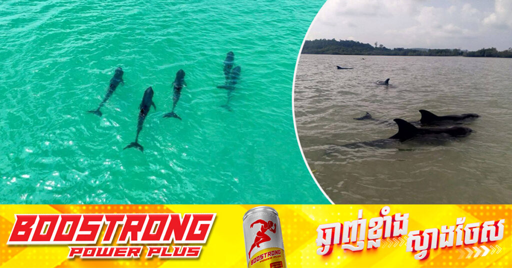 ត្រីផ្សោតសមុទ្រចំនួន០៩ក្បាលបានឡើងមកលេងនៅឆ្នេរកោះរ៉ុង