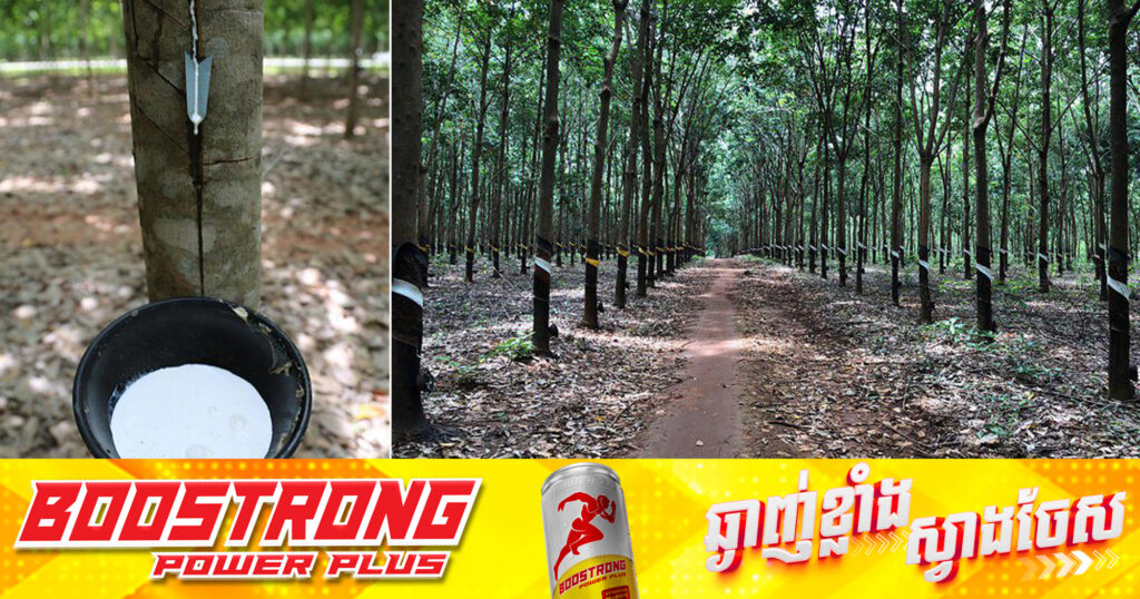 ត្រីមាសដំបូង កម្ពុជារកចំណូលបាន ១១៦លានដុល្លារ ពីការលក់ផលិតផលកៅស៊ូ កើនជាង១៥%