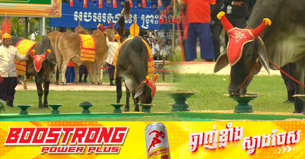 ការផ្សងគោឧសភរាជ៖ ស្រូវ ពោត និងសណ្តែក ទទួលបានផលល្អ