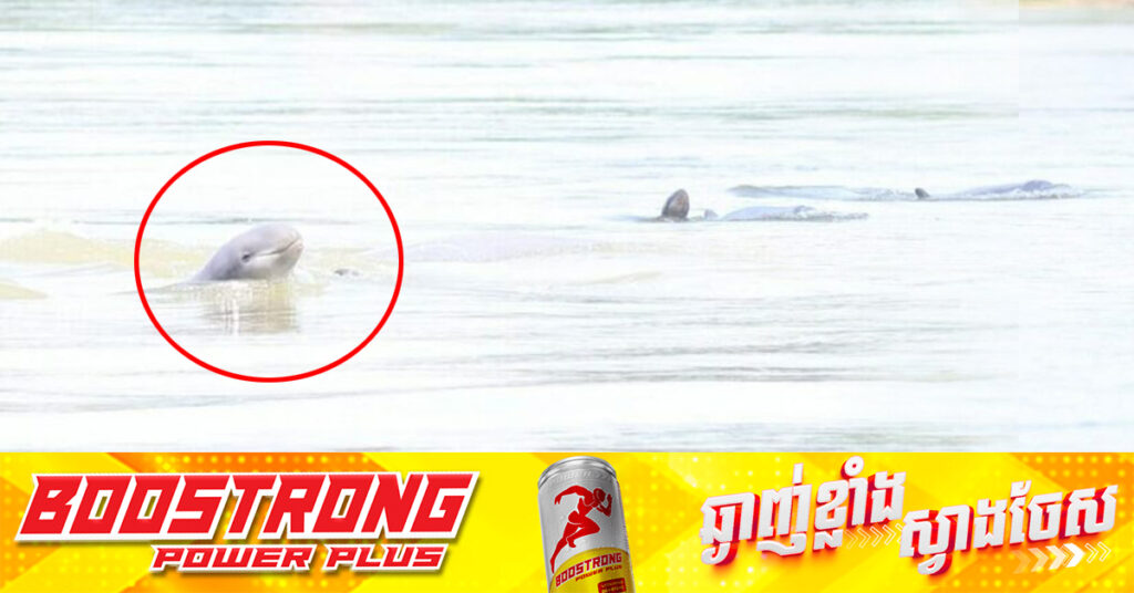 កម្ពុជាស្វាគមន៍កូនផ្សោតថ្មី ១ក្បាល នៅខេត្តក្រចេះ ដែលធ្វើឱ្យចំនួនសត្វផ្សោតទន្លេមេគង្គនៅកម្ពុជា កើនដល់ ១១១ក្បាល