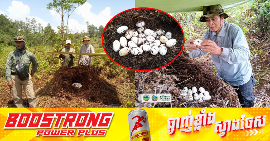 ពងកូនក្រពើភ្នំថ្មីចំនួន៤៣ក្បាល ត្រូវបានរកឃើញ ក្នុងឆ្នាំ២០២៥នេះ នៅតំបន់ឆាយរាប និងអូរសោមនៃឧទ្យានជាតិជួរភ្នំក្រវាញ