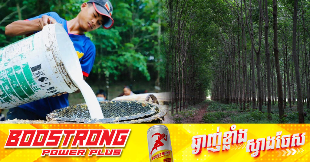 កម្ពុជារកចំណូលបាន ៣០៤លានដុល្លារ ពីការនាំចេញជ័រ-ឈើកៅស៊ូ និងផ្គត់ផ្គង់ជ័រកៅស៊ូដល់រោងចក្រក្នុងស្រុក នៅឆមាសទី១ កើនឡើង៤១%