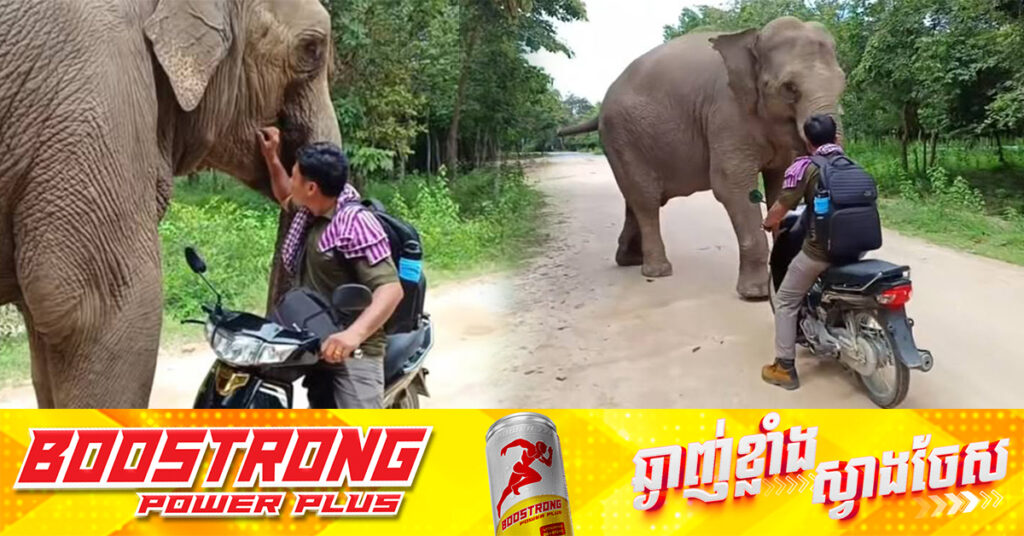 វីដេអូដំរីឡាក់គី រត់តាមម្ចាស់ កំពុងអង្រួនចិត្តអ្នកលេងបណ្ដាញសង្គម