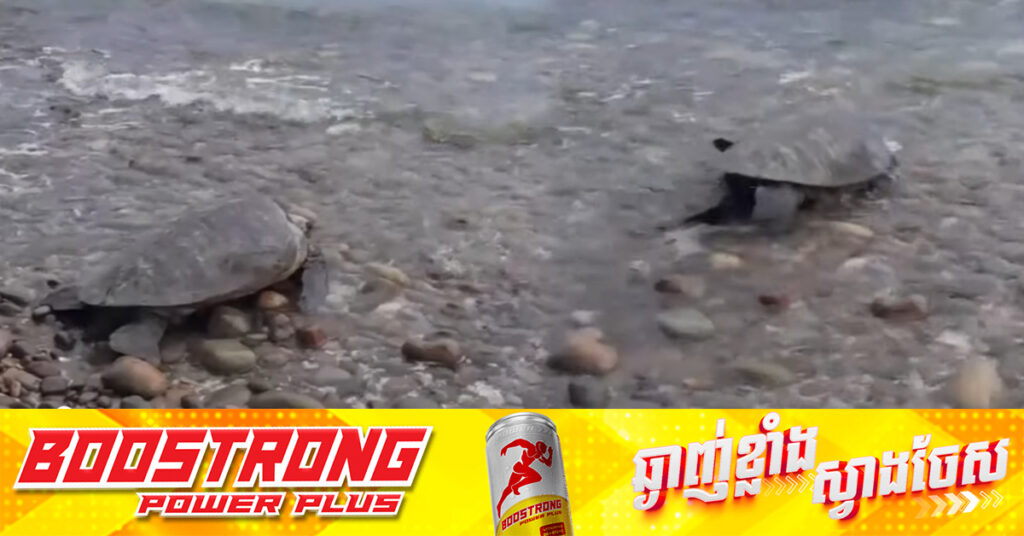 អណ្តើកសមុទ្រប្រភេទល្មិច ជាប្រភេទកំពុងរងគ្រោះថ្នាក់ ត្រូវបានប្រទះឃើញឡើងមកទំលាក់ពងកូន នៅលើកោះពូលូវ៉ៃរបស់កម្ពុជា