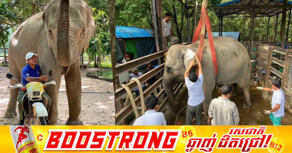 រដ្ឋបាលព្រៃឈើដំរីញីជាទីស្រឡាញ់ឈ្មោះ«ឡាក់គី» បានបាត់បង់ជីវិតហើយនៅព្រឹកថ្ងៃអាទិត្យ ទី២៤ ខែសីហានេះ បន្ទាប់ពីធ្លាក់ខ្លួនឈឺភ្លាមៗកាលពីល្ងាចថ្ងៃសុក្រ