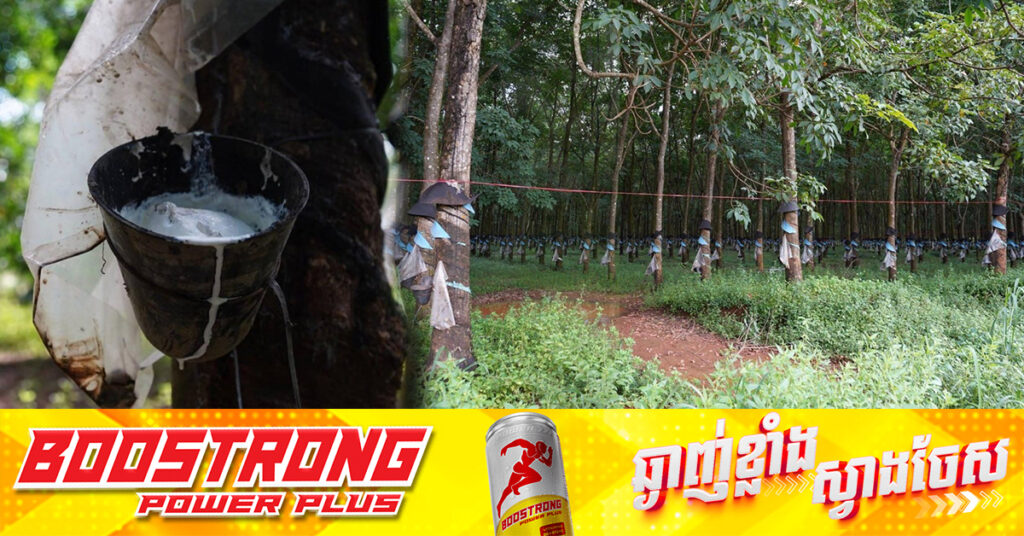 កម្ពុជាទទួលចំណូលជាង ៣៨៧លានដុល្លារកើនជាង៤២% ពីទិន្នផលជ័រកៅស៊ូ និងឈើកៅស៊ូ ក្នុងរយៈពេល៧ខែឆ្នាំនេះ