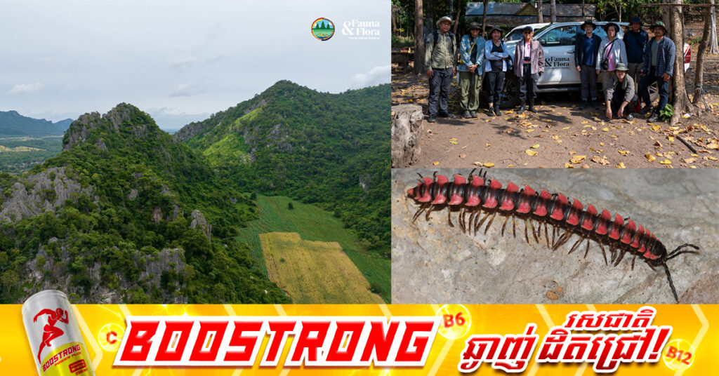 ក្រសួងបរិស្ថាន ប្រកាសរកឃើញសត្វម្រើមព្រះចំនួន ៣ប្រភេទ ជាកំណត់ត្រាថ្មីសម្រាប់ពិភពលោក នៅតំបនភ្នំថ្មកំបោរ ក្នុងខេត្តបាត់ដំបង និងខេត្តកំពត