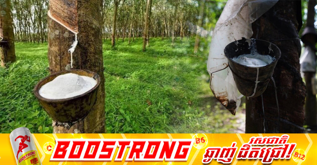 កម្ពុជាទទួលចំណូលជាង ៤៦៨លានដុល្លារ កើនជាង៤១% ពីទិន្នផលជ័រកៅស៊ូ និងឈើកៅស៊ូ នៅរយៈពេល៨ខែឆ្នាំ២០២៥