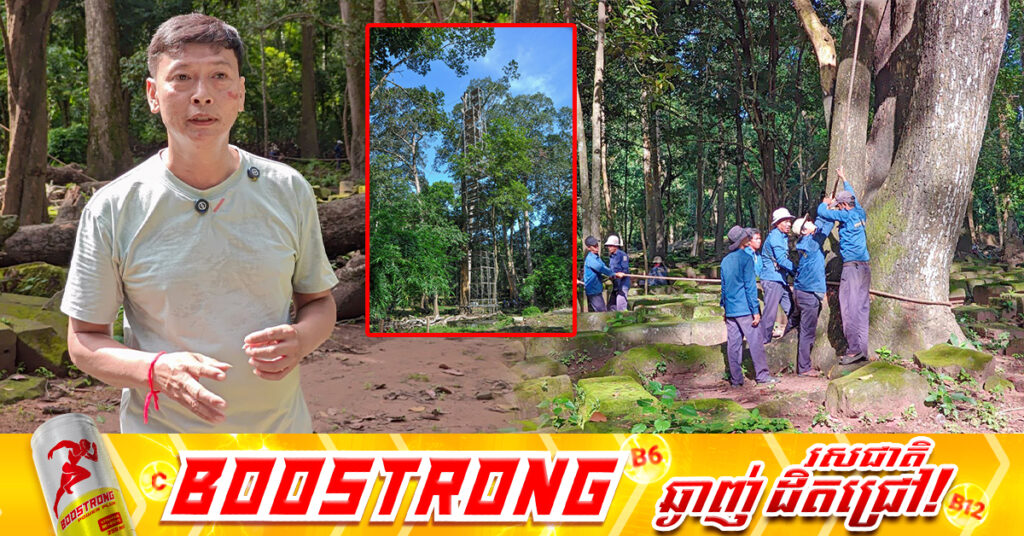 ក្រុមការងារព្រៃឈើ នៃអាជ្ញាធរជាតិអប្សរា កាត់ដើមឈើយាង អាយុប្រហែលពី៧០ ទៅ៨០ឆ្នាំ ដែលមានហានិភ័យ អាចបង្កគ្រោះថ្នាក់ជាយថាហេតុ