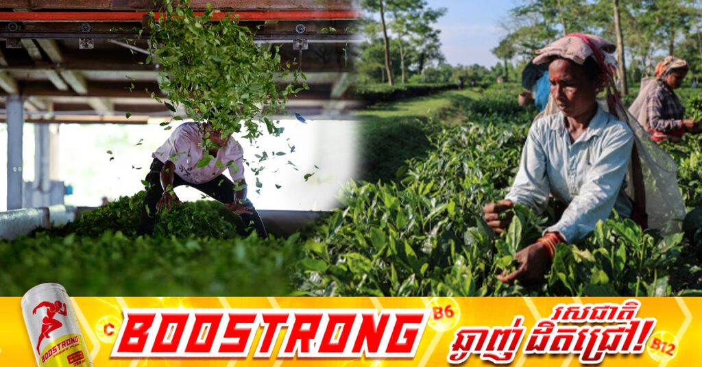 ការលើកលែងពន្ធរបស់សហរដ្ឋអាមេរិក ទៅលើផលិតផលមួយចំនួន ជួយសម្រាលបន្ទុកកសិករឥណ្ឌា