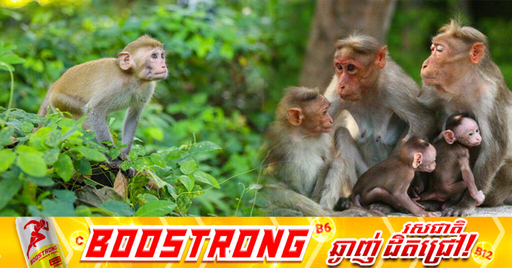 កម្ពុជា គ្មានតម្រូវការនាំចូលស្វាក្ដាមព្រៃពីប្រទេសដទៃទេ ព្រោះមានកសិដ្ឋានចិញ្ចឹម និងបង្កាត់ពូជស្របច្បាប់ច្រើន សម្រាប់ផ្គត់ផ្គង់និងបម្រើឱ្យការនាំចេញ