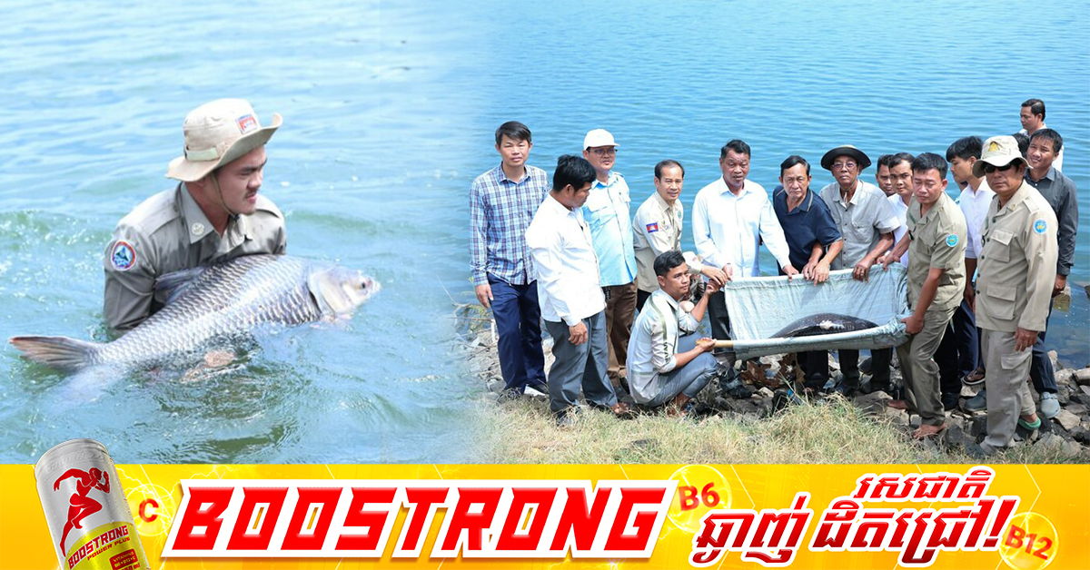 ត្រីគល់រាំងចំនួន ២ក្បាល មានទម្ងន់ ៧០គីឡូក្រាម ត្រូវបានលែងចូលអាងទឹកតាវ៉ាន់ទីរួមខេត្តត្បូងឃ្មុំ ដើម្បីអភិរក្ស!