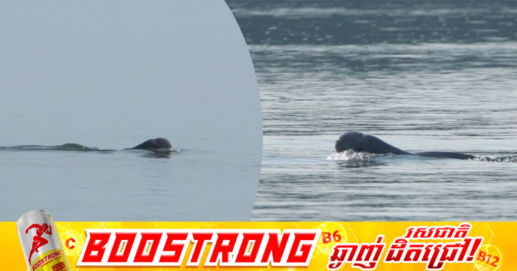 ដំណឹងល្អផ្ទួនៗ! កូនផ្សោតកើតថ្មី ១ក្បាល ប្រទះឃើញនៅអន្លង់កោះសន្ទក់ ភូមិស្វាយ ឃុំកោះស្រឡាយ ស្រុកសៀមបូក ខេត្តស្ទឹងត្រែង នាថ្ងៃទី២១ ខែមីនា ឆ្នាំ២០២៦