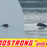 ដំណឹងល្អផ្ទួនៗ! កូនផ្សោតកើតថ្មី ១ក្បាល ប្រទះឃើញនៅអន្លង់កោះសន្ទក់ ភូមិស្វាយ ឃុំកោះស្រឡាយ ស្រុកសៀមបូក ខេត្តស្ទឹងត្រែង នាថ្ងៃទី២១ ខែមីនា ឆ្នាំ២០២៦