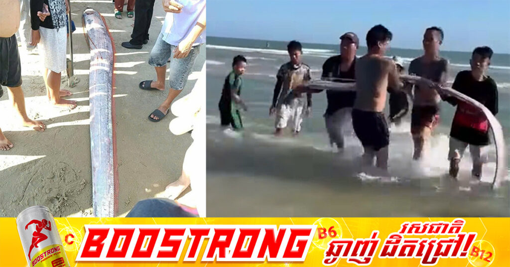 ត្រី Oarfish ប្រវែង ៤ម៉ែត្រ ទម្ងន់ ២០គីឡូក្រាម​ បង្ហាញខ្លួននៅភាគខាងត្បូងប្រទេសវៀតណាម