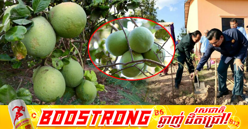 ឯកឧត្តម នេត្រ ភក្ត្រា អំពាវនាវដល់ប្រជាពលរដ្ឋនៅសង្កាត់កោះទ្រង់ ខេត្តក្រចេះ ឱ្យបន្តយកចិត្តទុកដាក់ថែរក្សាពូជក្រូចថ្លុង ដែលជាដំណាំសម្គាល់ភូមិសាស្ត្រ GI ដ៏មានតម្លៃរបស់តំបន់នេះ