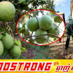 ឯកឧត្តម នេត្រ ភក្ត្រា អំពាវនាវដល់ប្រជាពលរដ្ឋនៅសង្កាត់កោះទ្រង់ ខេត្តក្រចេះ ឱ្យបន្តយកចិត្តទុកដាក់ថែរក្សាពូជក្រូចថ្លុង ដែលជាដំណាំសម្គាល់ភូមិសាស្ត្រ GI ដ៏មានតម្លៃរបស់តំបន់នេះ