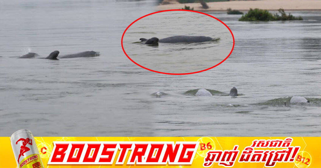 កម្ពុជាស្វាគមន៍កំណើតកូនផ្សោតទី២ នៃឆ្នាំ២០២៦ នៅក្នុងខេត្តក្រចេះ!