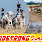 ព្រឹត្តិការណ៍ប្រណាំងរទេះសាឡីគោលឿននៅខេត្តកំពង់ស្ពឺឆ្នាំនេះ គគ្រឹកគ្រេងជាងឆ្នាំមុន