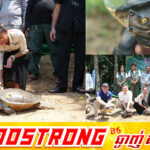 ឧរង្គសត្វតំណាងជាតិ ចំនួន ២០ក្បាល ត្រូវបាន​លែង​ចូល​ក្នុងដែនជម្រកនៃប្រព័ន្ធព្រែកស្រែអំបិល ដើម្បីបង្កើនផលស្តុកក្នុងធម្មជាតិឡើងវិញ