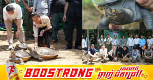 ឧរង្គសត្វតំណាងជាតិ ចំនួន ២០ក្បាល ត្រូវបាន​លែង​ចូល​ក្នុងដែនជម្រកនៃប្រព័ន្ធព្រែកស្រែអំបិល ដើម្បីបង្កើនផលស្តុកក្នុងធម្មជាតិឡើងវិញ