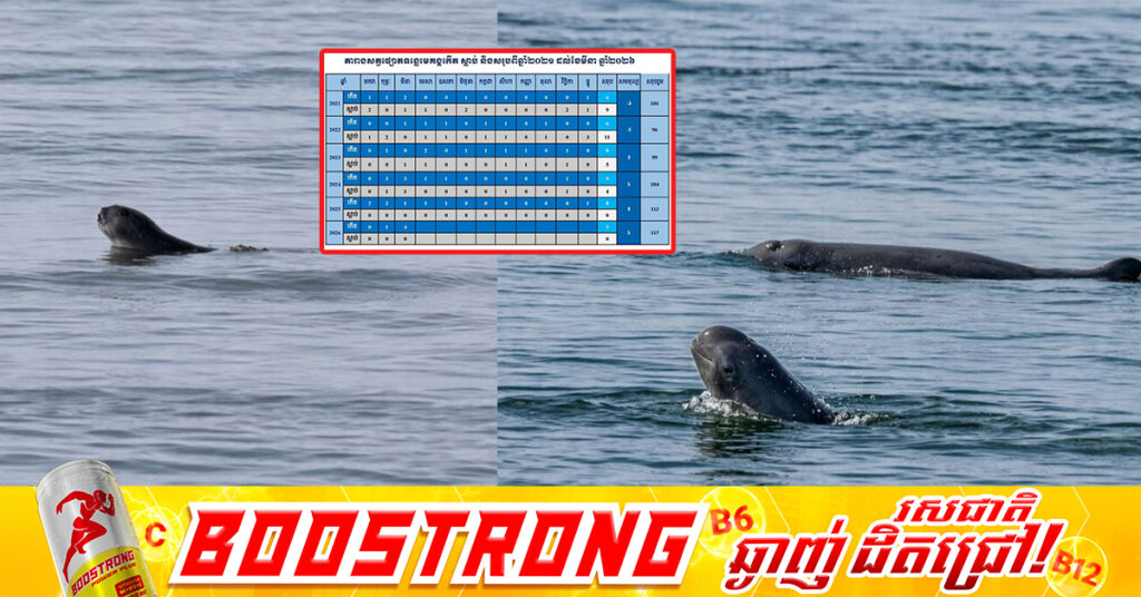 ចំនួនផ្សោតទន្លេមេគង្គនៅកម្ពុជាកើនឡើងដល់ ១១៧ក្បាល បន្ទាប់ពីប្រទះឃើញកូនផ្សោតកើតថ្មី ១ក្បាលនៅអន្លង់ផ្សោតកាំពី ភូមិកាំពី ឃុំសំបុក ស្រុកចិត្របុរី ខេត្តក្រចេះ នាថ្ងៃទី៣១ ខែមីនា ឆ្នាំ២០២៦