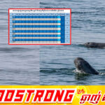 ចំនួនផ្សោតទន្លេមេគង្គនៅកម្ពុជាកើនឡើងដល់ ១១៧ក្បាល បន្ទាប់ពីប្រទះឃើញកូនផ្សោតកើតថ្មី ១ក្បាលនៅអន្លង់ផ្សោតកាំពី ភូមិកាំពី ឃុំសំបុក ស្រុកចិត្របុរី ខេត្តក្រចេះ នាថ្ងៃទី៣១ ខែមីនា ឆ្នាំ២០២៦