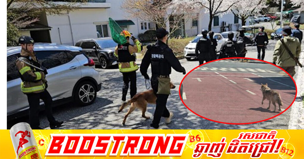 កូរ៉េខាងត្បូងសម្រេចបិទសាលារៀននិងដាក់ពង្រាយកងកម្លាំងជាង ៣០០នាក់ ក្រោយមានសត្វចចកមួយក្បាលរួចពីសួនសត្វ