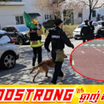 កូរ៉េខាងត្បូងសម្រេចបិទសាលារៀននិងដាក់ពង្រាយកងកម្លាំងជាង ៣០០នាក់ ក្រោយមានសត្វចចកមួយក្បាលរួចពីសួនសត្វ