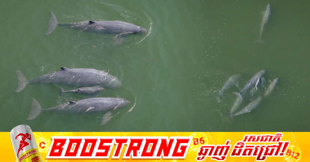 កំណើតកូនផ្សោតទន្លេមេគង្គទី៦ នាំមកនូវក្តីសង្ឃឹមសម្រាប់ការអភិរក្សនៅដើមឆ្នាំ២០២៦