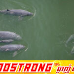 កំណើតកូនផ្សោតទន្លេមេគង្គទី៦ នាំមកនូវក្តីសង្ឃឹមសម្រាប់ការអភិរក្សនៅដើមឆ្នាំ២០២៦