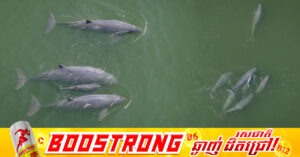 កំណើតកូនផ្សោតទន្លេមេគង្គទី៦ នាំមកនូវក្តីសង្ឃឹមសម្រាប់ការអភិរក្សនៅដើមឆ្នាំ២០២៦