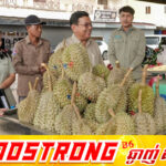 មន្ត្រីជំនាញនិងអាជ្ញាធរខេត្តកំពតចុះពិនិត្យណែនាំឱ្យអាជីវករលក់ដូរទុរេនបិទស្លាកតម្លៃនិងប្រភពច្បាស់លាស់