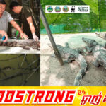 ក្រពើ ភ្នំពូជសុទ្ធចំនួន ១០ ក្បាល នឹងត្រូវបានលែងចូលទៅក្នុងទន្លេស្រែពក ដើម្បីគាំទ្រការស្តារប្រភេទសត្វនៅកម្ពុជា