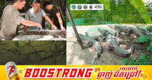 ក្រពើ ភ្នំពូជសុទ្ធចំនួន ១០ ក្បាល នឹងត្រូវបានលែងចូលទៅក្នុងទន្លេស្រែពក ដើម្បីគាំទ្រការស្តារប្រភេទសត្វនៅកម្ពុជា
