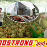សមិទ្ធផលថ្មី ការនាំចេញទុរេនស្រស់កម្ពុជាទៅកាន់ទីផ្សារប្រទេសចិនបន្តកើនឡើងជាលំដាប់